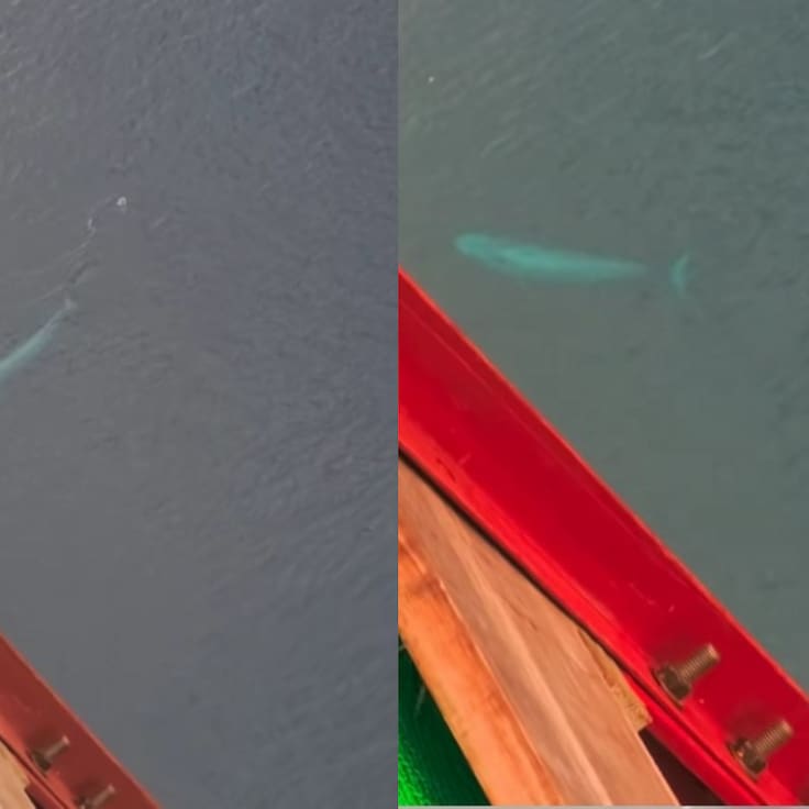 “Guaaa...”: el increíble avistamiento de ballenas captado desde el Puente Chacao