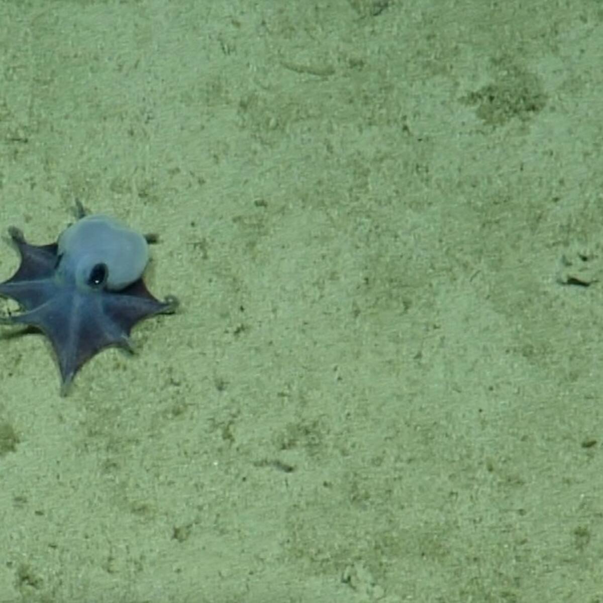 Un misterio de las profundidades: descubren un extraño pulpo azul del tamaño de una pelota de golf en Galápagos
