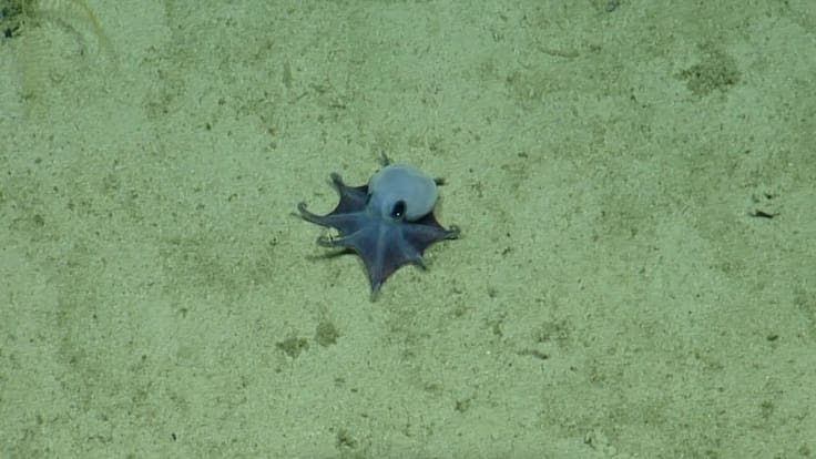 Un misterio de las profundidades: descubren un extraño pulpo azul del tamaño de una pelota de golf en Galápagos