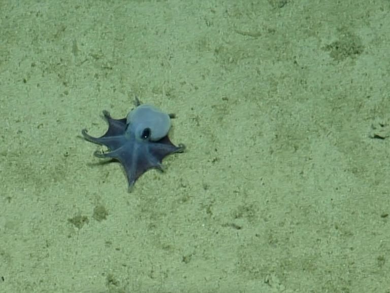 Un misterio de las profundidades: descubren un extraño pulpo azul del tamaño de una pelota de golf en Galápagos