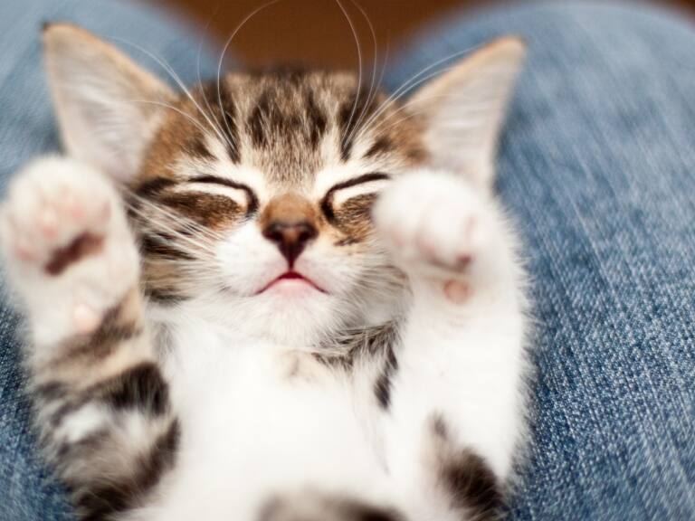 Día Internacional del Gato: ¿por qué se celebra este 8 de agosto?