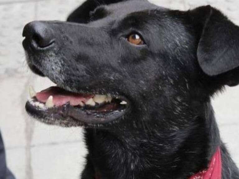 Desconocidos nuevamente destruyen estatua del «Negro Matapacos»