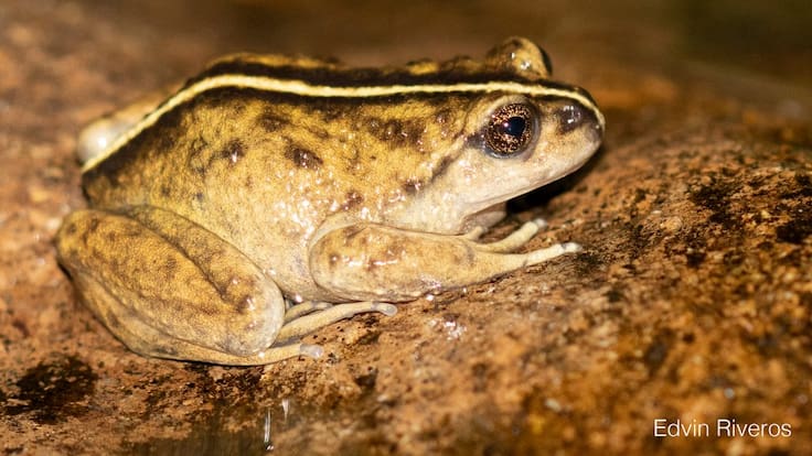 Tras 130 años desaparecida: redescubren especie de rana en La Araucanía