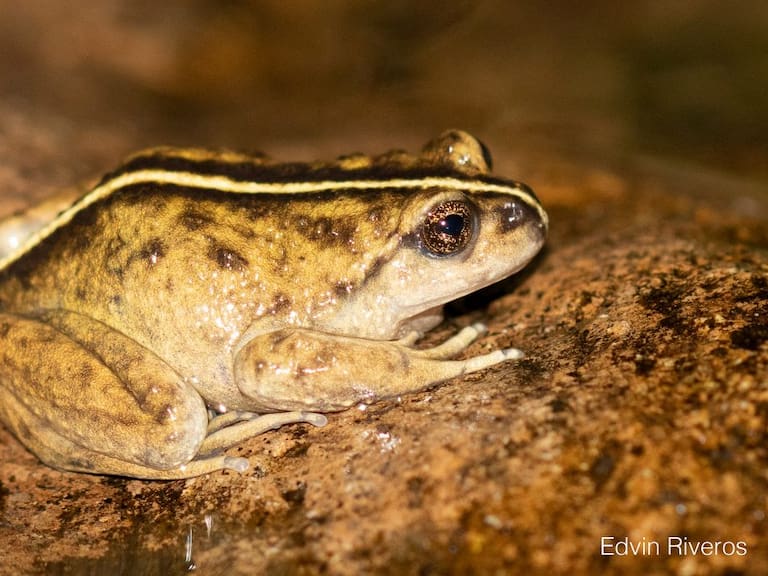 Créditos: Edvin Riveros/ Universidad de Concepción