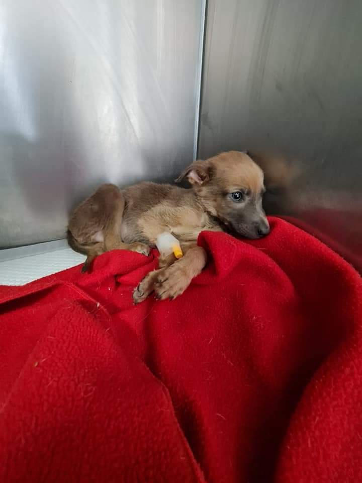 El cachorro Óscar cuando fue encontrado, antes de darse en adopción | David Fernández