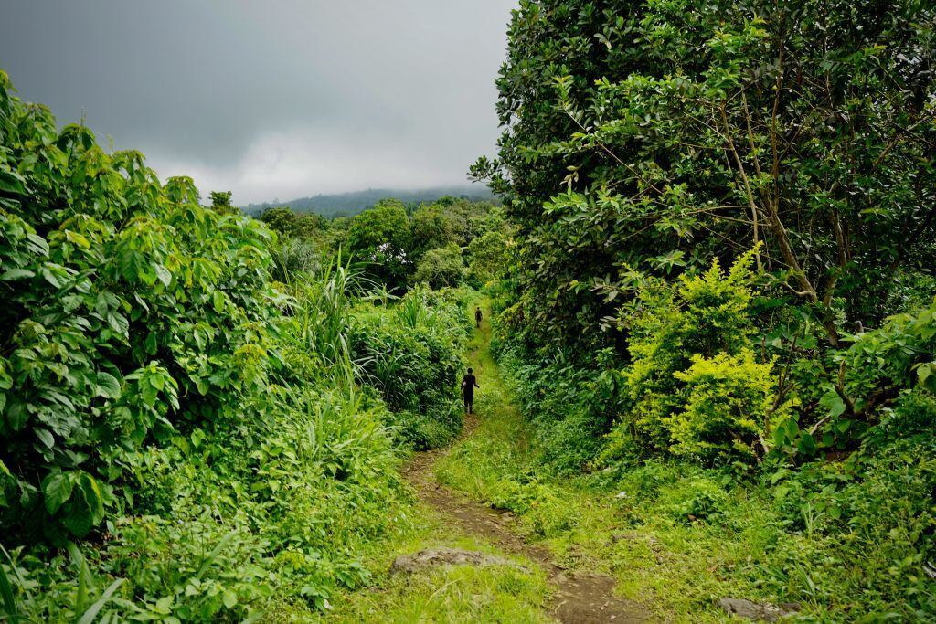 Imagen de un hombre caminando por una zona boscosa de Camerún