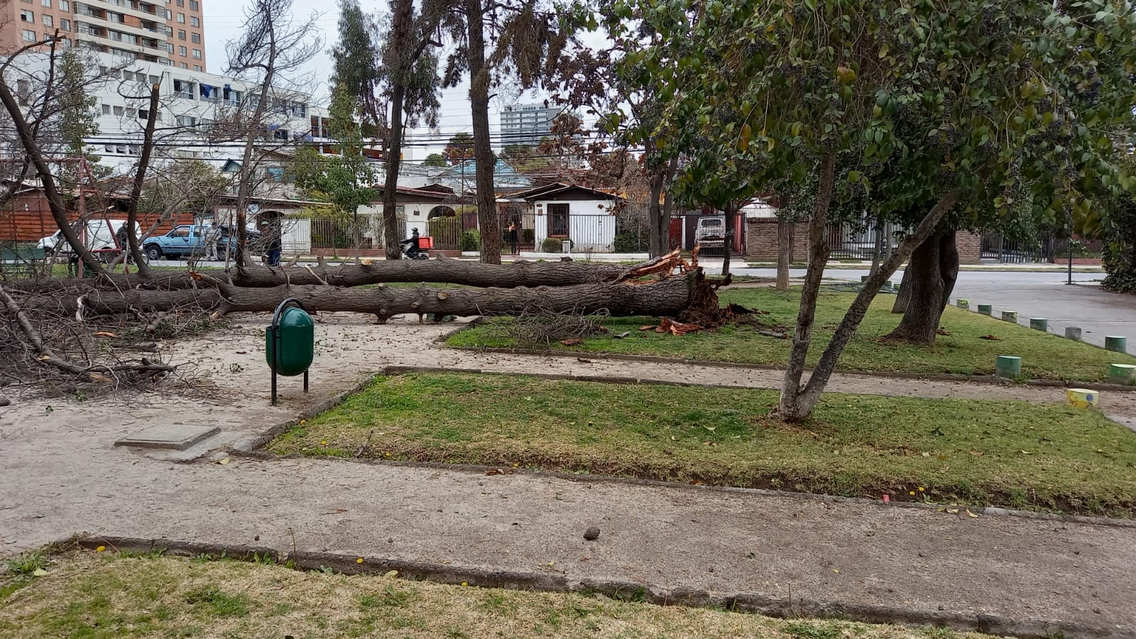 Sistema frontal: se registran caídas de árboles producto de fuertes vientos en distintos puntos de Santiago