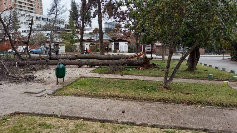 Sistema frontal: se registran caídas de árboles producto de fuertes vientos en distintos puntos de Santiago