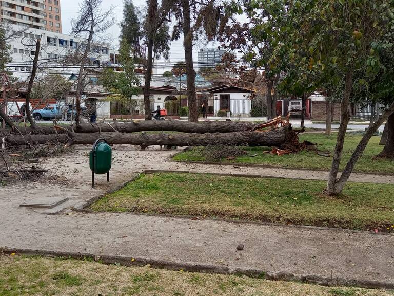 Sistema frontal: se registran caídas de árboles producto de fuertes vientos en distintos puntos de Santiago