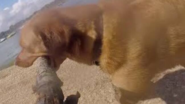 Perro viral