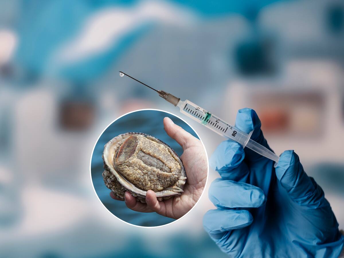 Vacuna chilena contra el cáncer de piel logra importantes avances: Está hecha a partir de propiedades extraídas del loco