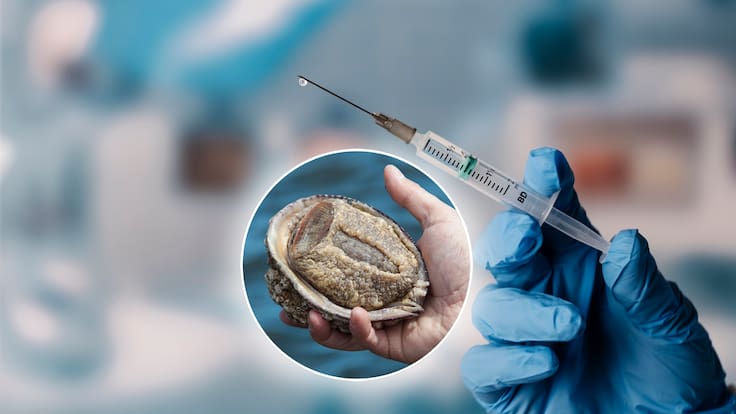 Vacuna chilena contra el cáncer de piel logra importantes avances: Está hecha a partir de propiedades extraídas del loco