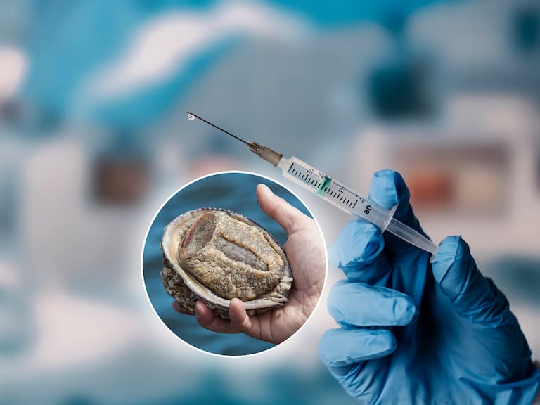 Vacuna chilena contra el cáncer de piel logra importantes avances: Está hecha a partir de propiedades extraídas del loco