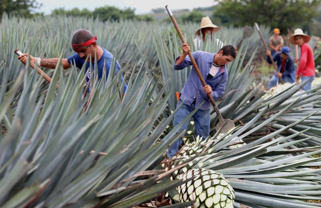 Trabajadores sacan el fruto que se usa para fabricar el tequila en Jalisco