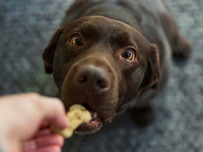 Día Mundial del Perro