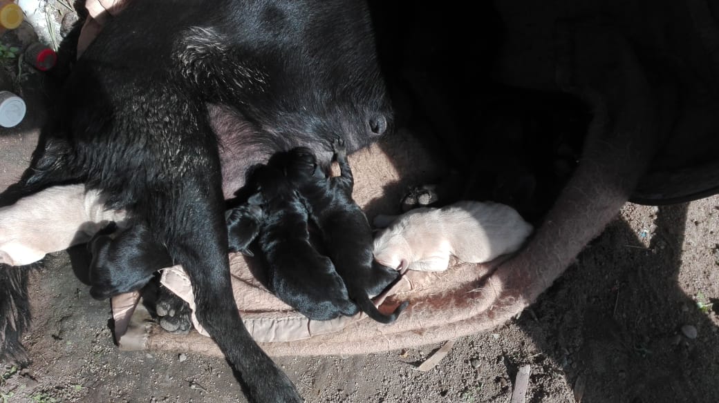 Tomasa | Adopciones David Fernández