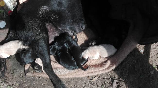 Tomasa | Adopciones David Fernández