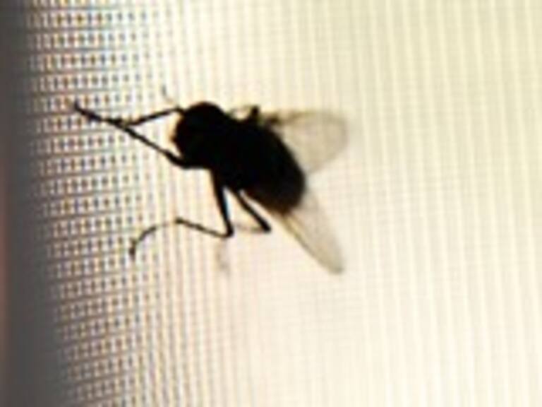 Estudio plantea que las moscas sienten algo similar al miedo cuando las asustamos
