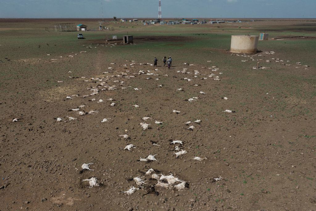 Animales mueren sobre los campos producto de la sequía en Kenia