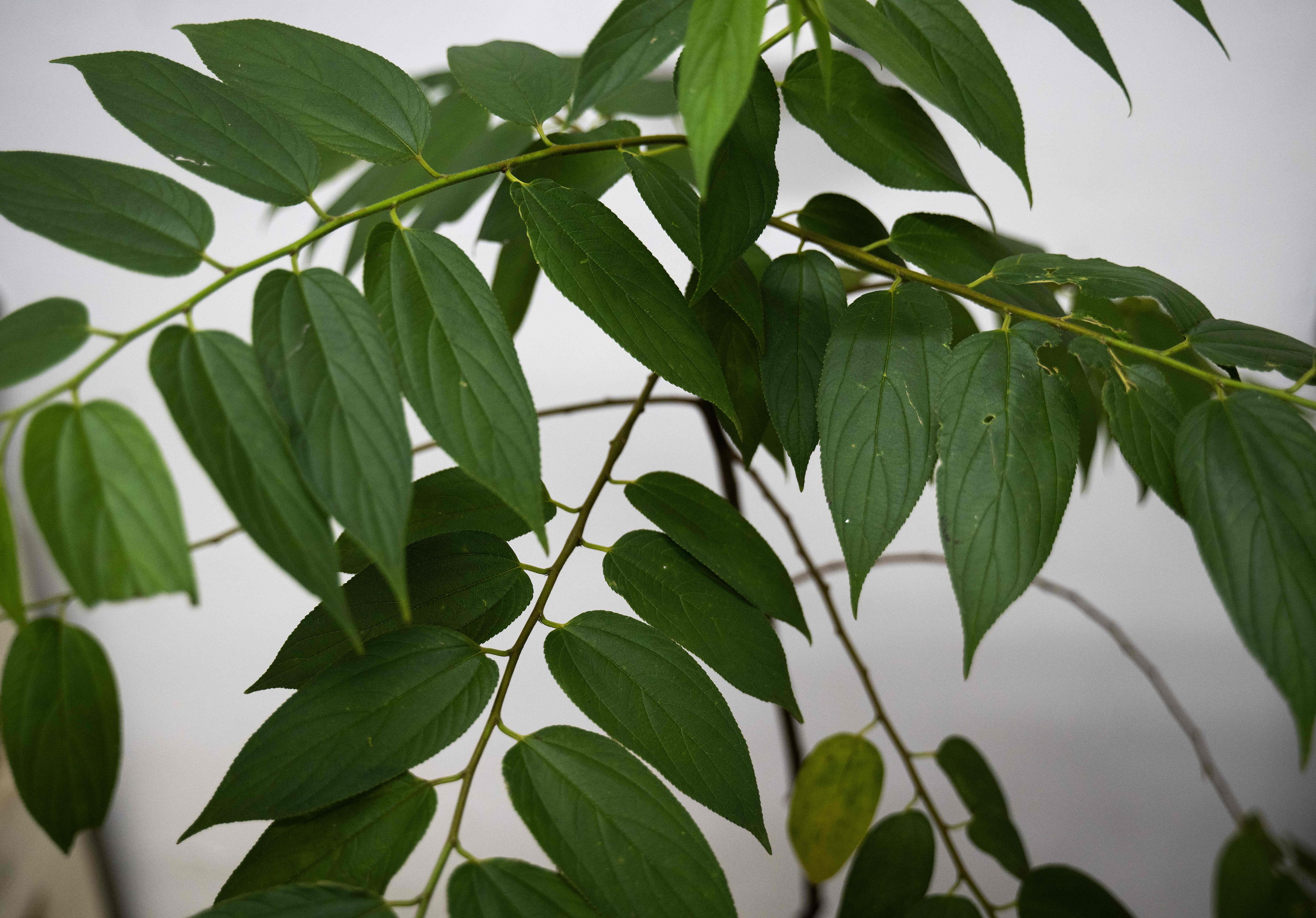 Trema micrantha blume