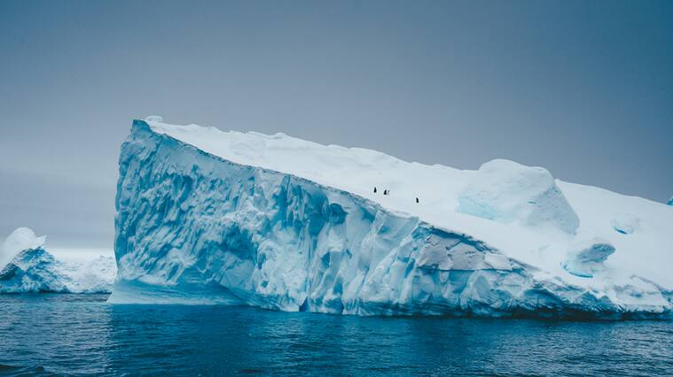 Adélie penguins in Antarctica on top of iceberg