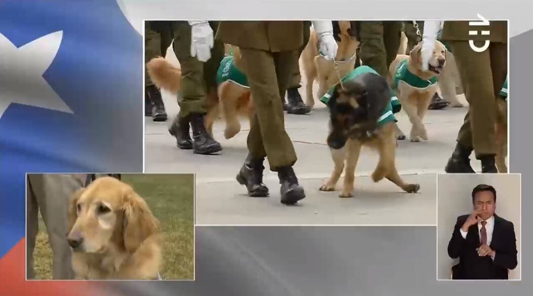 Perrito rebelde de Carabineros se robó la atención en Parada Militar | Transmisión Oficial
