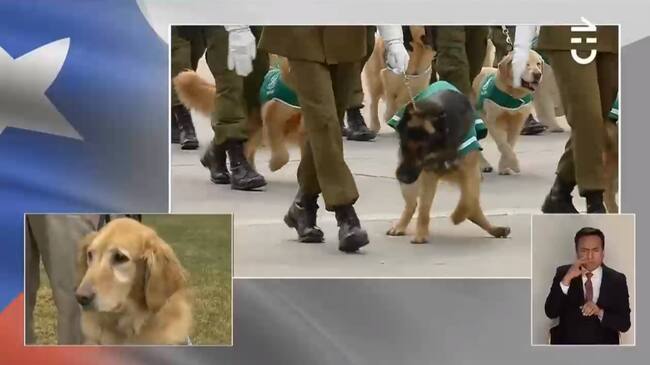 Perrito rebelde de Carabineros se robó la atención en Parada Militar | Transmisión Oficial