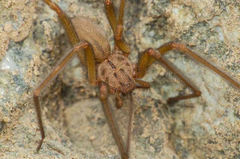 Araña descubierta por un adolescente