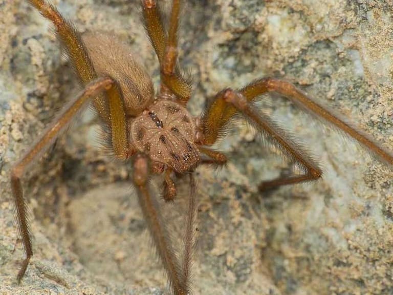Araña descubierta por un adolescente