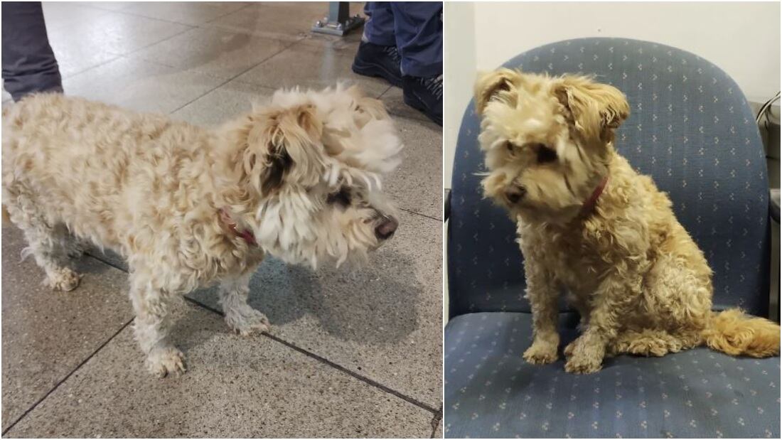 Perrita perdida en metro La Cisterna