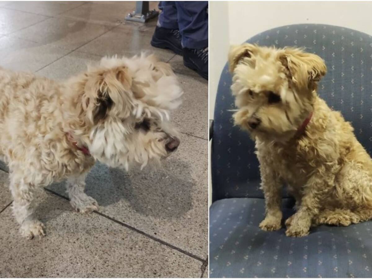 «¡Hagámoslo viral!»: Metro busca a «papis humanos» de perrita perdida en estación La Cisterna