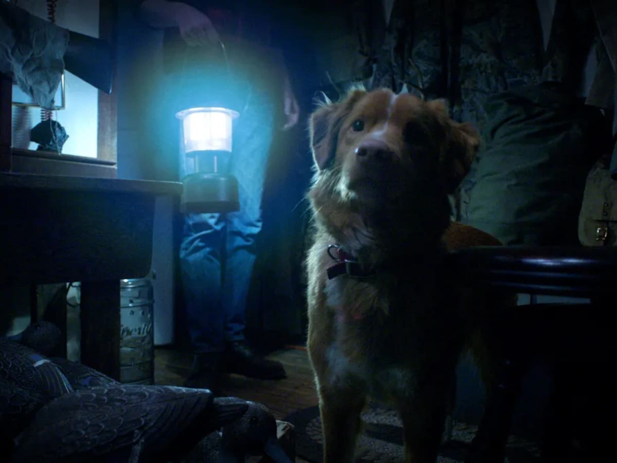“Good Boy”: mira el tráiler de la película de terror contada desde la perspectiva de un perro