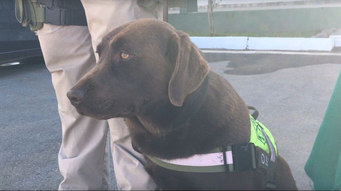 Elvis, perro detector de drogas Carabineros