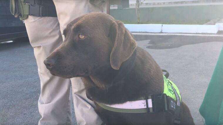 Elvis, perro detector de drogas Carabineros