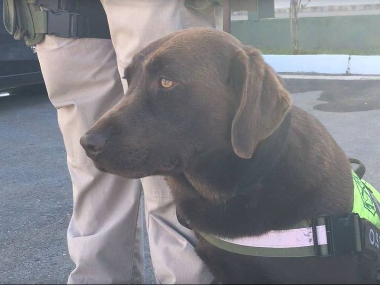 Elvis, perro detector de drogas Carabineros