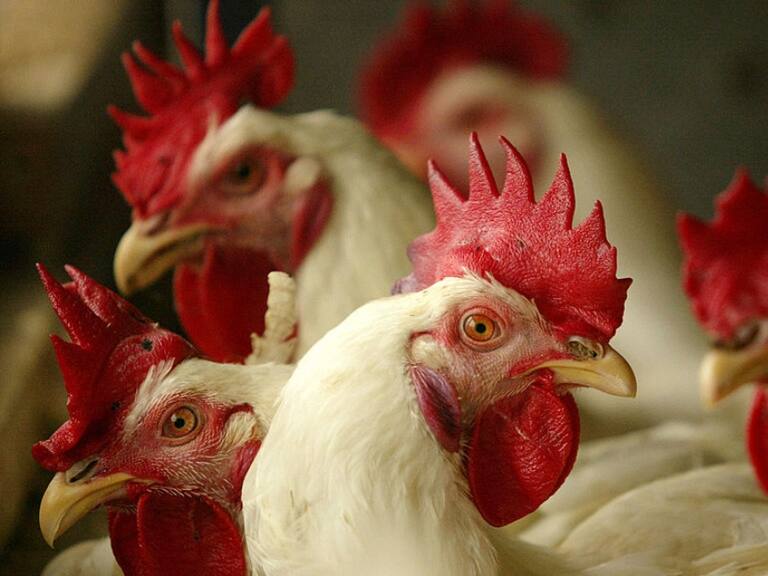 Japón sacrifica cerca de 10 millones de aves para contener la gripe aviar