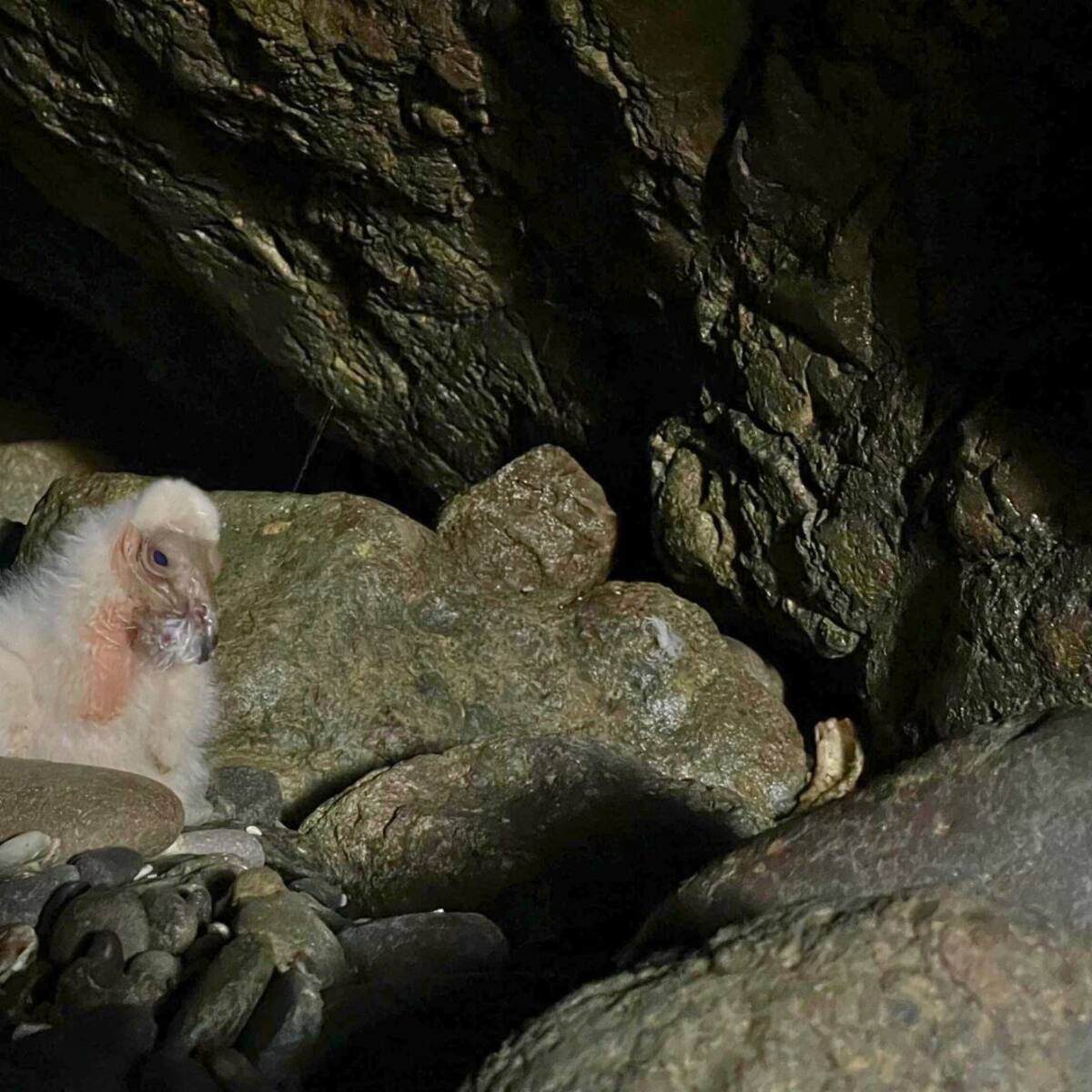Registran nacimiento de jotes de cabeza colorada en área protegida del norte de Chile
