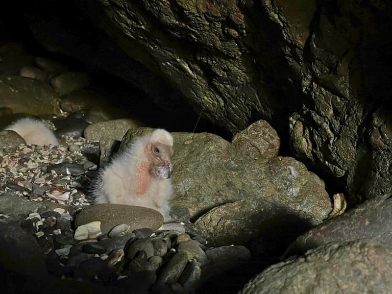 Registran nacimiento de jotes de cabeza colorada en área protegida del norte de Chile
