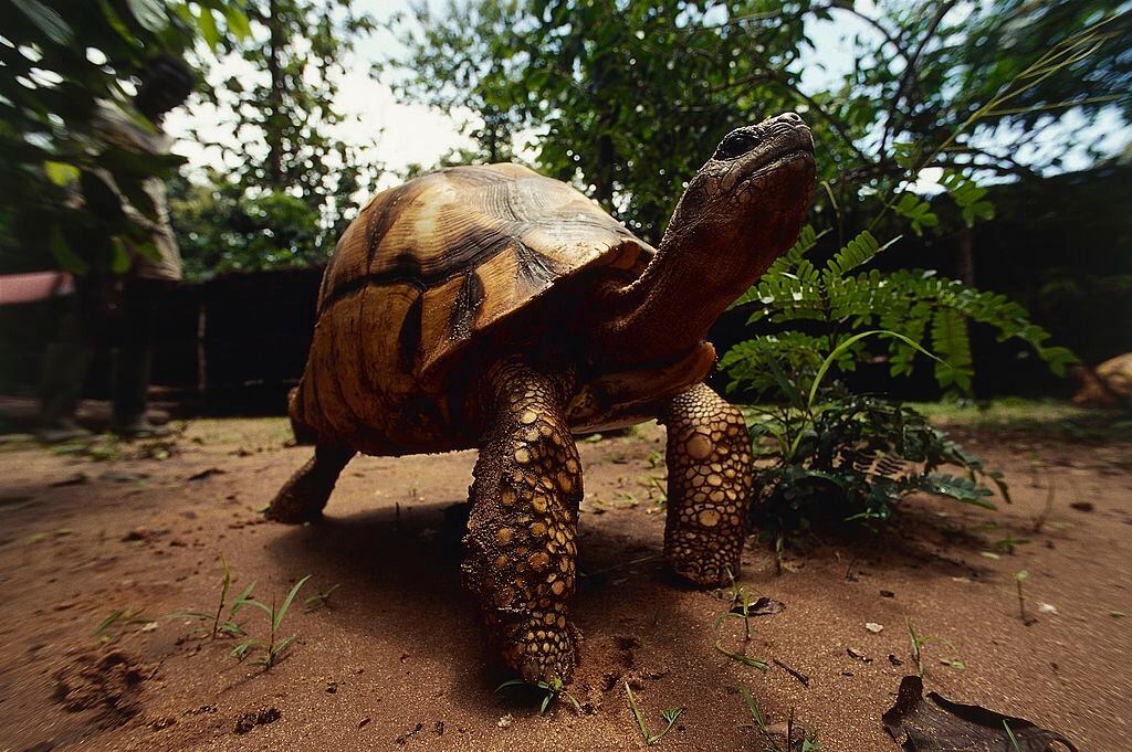 Tortuga angonoka
