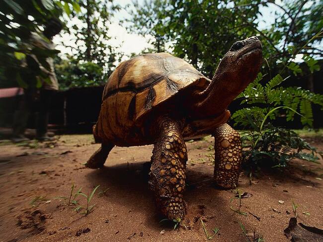 Tortuga angonoka