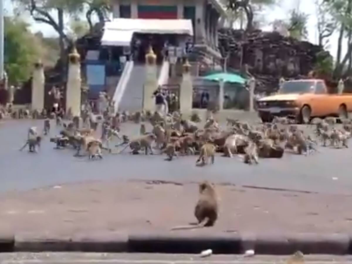 Tailandia: Monos «saquean» tiendas debido a la ausencia de turistas por coronavirus
