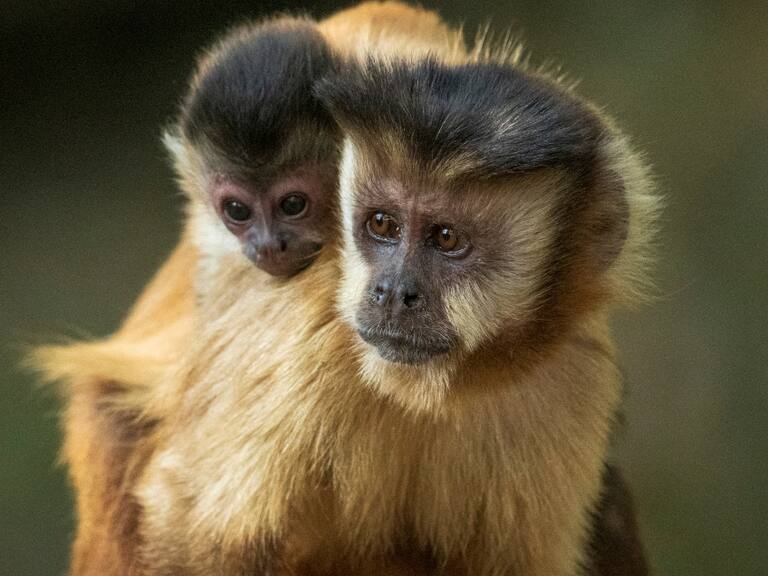 Tras denuncias de ataques a primates en Brasil: OMS pide «no matar animales» ante temor por viruela del mono