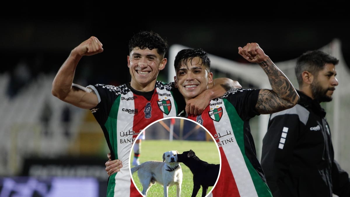 La aplaudida campaña de Palestino que emociona al fútbol chileno: entradas a cambio de ayudar a perros