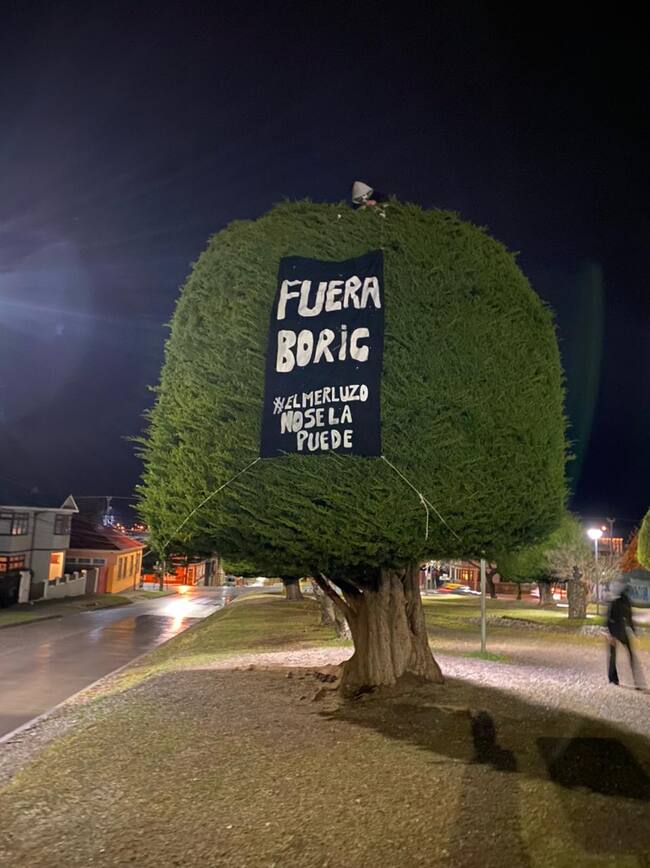El ciprés de avenida Colón que marcó la campaña del Presidente Boric. / ADN.cl