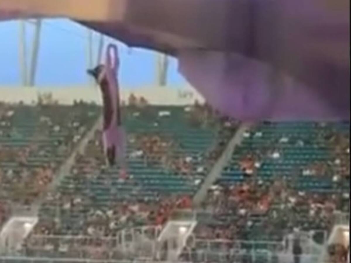 Hinchas usaron una bandera para salvar la vida de un gato que cayó de 20 metros en pleno partido