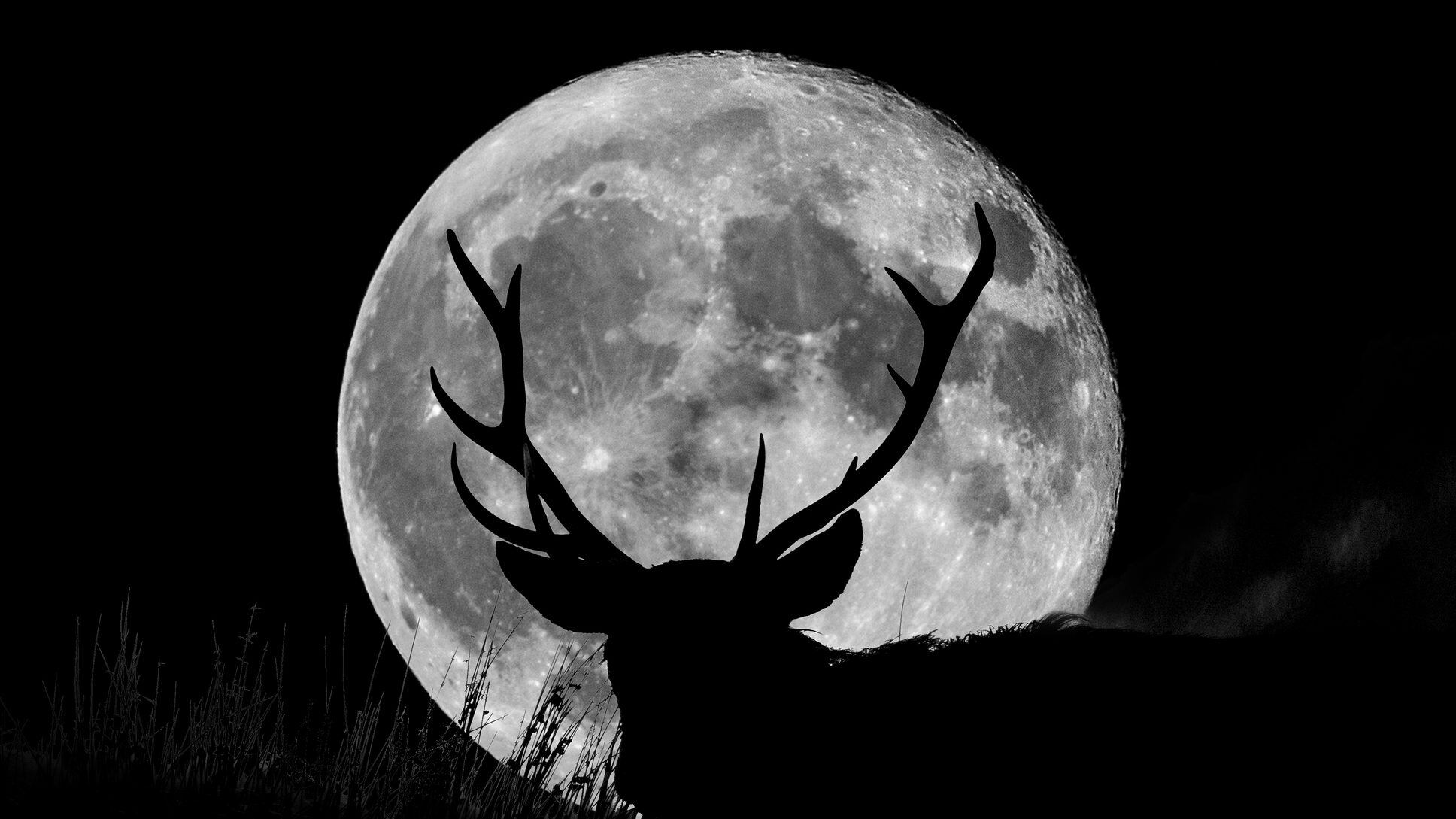 A full supermoon with the silhouette of a wild stag on a hill at night.English Peak District