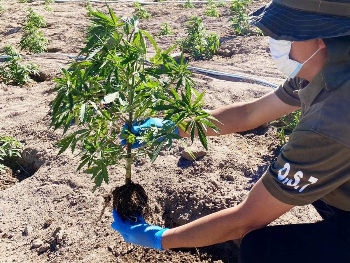 Carabineros descubren cultivo de marihuana al acudir a incendio de pastizales en Vilcún