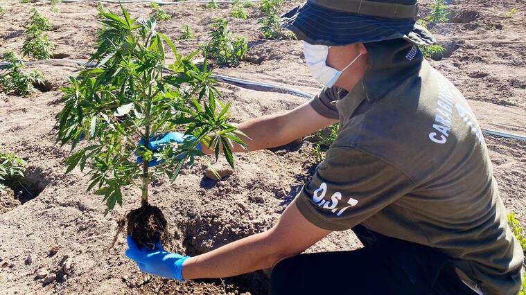 Plantación marihuana desierto de Atacama