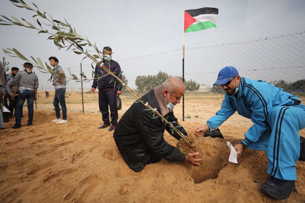 Ciudadanos palestinos plantan olivos por el día de los mártires