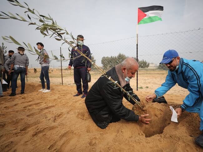 Ciudadanos palestinos plantan olivos por el día de los mártires